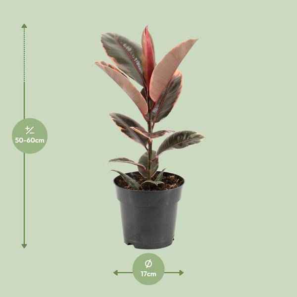 Image of Gummibaum – Ficus Elastica Belize – Ø17cm – ↕55cm – Elegante Zimmerpflanze mit dekorativem Blattwerk – Pflegeleicht & luftreinigend-1