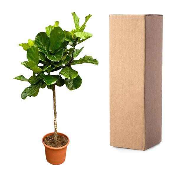 Image of Geigen – Feige – Ficus Lyrata – Zimmerpflanze 210cm – Ø40cm – XXL – Designpflanze mit großen geigenförmigen Blättern – Pflegeleicht