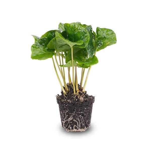Image of Kaffeepflanze Coffea Arabica Zimmerpflanze – pflegeleichte Grünpflanze für Wohnzimmer, Büro & helle Standorte kaufen-0