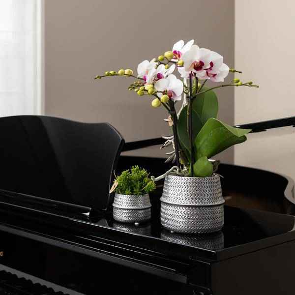 Image of Groove Blumentopf – Goldener Keramiktopf – Ø12cm – Dekorativer Ziertopf mit markantem Rillenmuster – Mattes Finish – Für Zimmerpflanzen & Orchideen-2