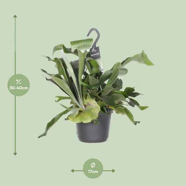 Image of Geweihfarn Platycerium Netherlands Zimmerpflanze Ø17cm ↕30cm – pflegeleichte Grünpflanze für Wohnzimmer, Büro & helle Standorte kaufen-1