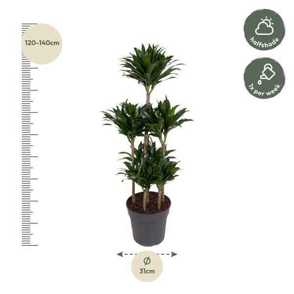 Image of Drachenbaum – Dracaena Compacta Karussell 130cm – Ø31cm – Zimmerpflanze mit dunkelgrünen glänzenden Blättern-1