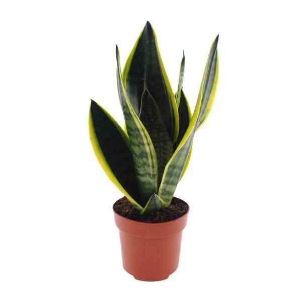 Image of Bogenhanf – Sansevieria Futura Superba – Zimmerpflanze – Ø12cm – ↕30cm – pflegeleichte Schwiegermutterzunge mit dekorativen Blättern-0