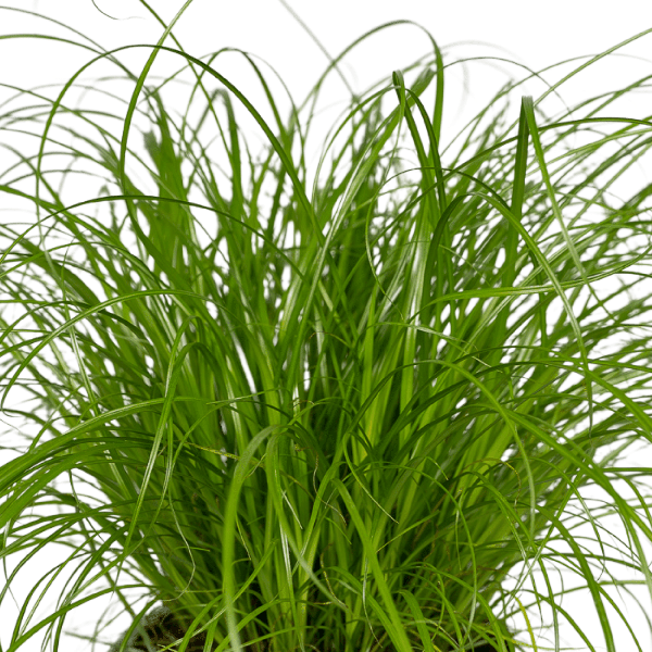 Image of Katzengras Cyperus Alternifolius Zimmerpflanze Ø12cm ↕20cm – pflegeleichte Grünpflanze für Wohnzimmer, Büro & helle Standorte kaufen-2