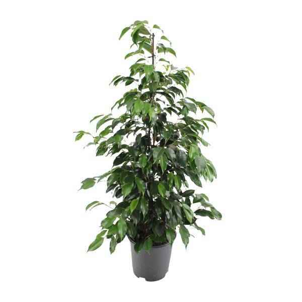 Image of Birkenfeige – Ficus benjamina Danielle – Ø21cm – ca. 95–105cm hoch – Zimmerpflanze mit glänzend grünen Blättern – Pflegeleichte & luftreinigende Grünpflanze-0
