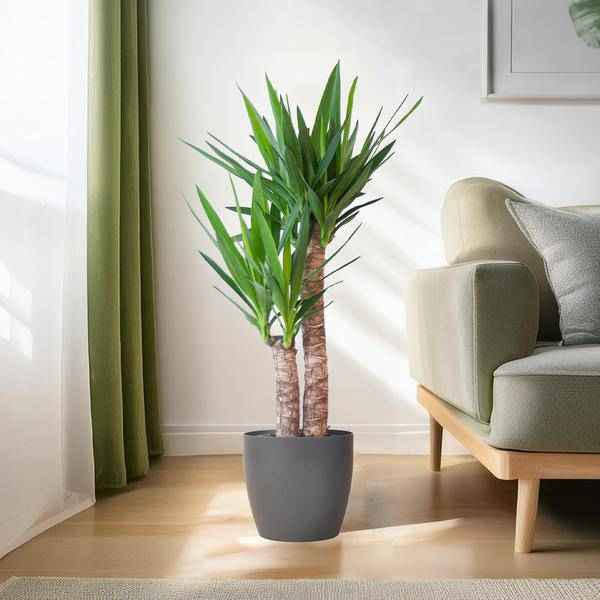 Image of Yucca Elephantipes – Riesen – Palmlilie – Zimmerpflanze – ca. 90cm hoch – Ø21cm – In Übertopf Viber Schwarz – Pflegeleicht & nachhaltig-2