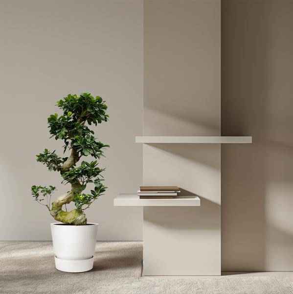 Image of Chinesische Feige – Ficus Microcarpa Ginseng – Zimmerbonsai ca. 80cm hoch – Ø27cm – Bonsai – Baum für Wohnzimmer, Büro & Wintergarten-1