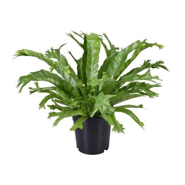 Image of Nestfarn Asplenium Nidus Crissie Zimmerpflanze Ø17cm ↕40cm – pflegeleichte Grünpflanze für Wohnzimmer, Büro & helle Standorte kaufen-0