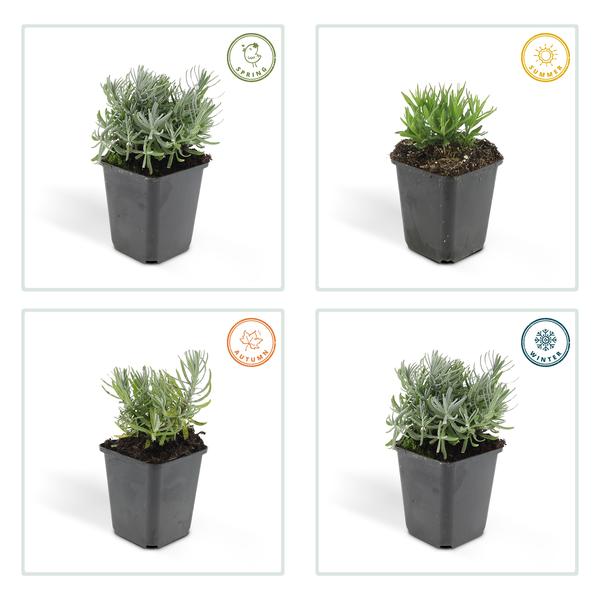 Image of Lavendel – Lavandula angustifolia 'Hidcote' – Zierpflanze – Ø9cm – 12 Pflanzen – blühfreudig & pflegeleicht – Sommerblüte-4