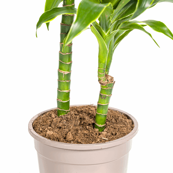 Image of Dracaena deremensis ‘Dorado’ – Drachenbaum – Zimmerpflanze Ø19cm – 70–90cm hoch – Pflegeleichte Grünpflanze mit dunkelgrünen Blättern & gelbem Rand – Luftreinigend-2