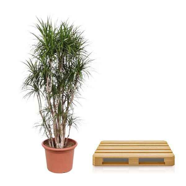 Image of Drachenbaum Dracaena Marginata – 220cm hoch – Ø40cm – Exotische Zimmerpflanze mit grünen Blättern & roten Rändern – pflegeleicht – für Zimmer & Büro-2