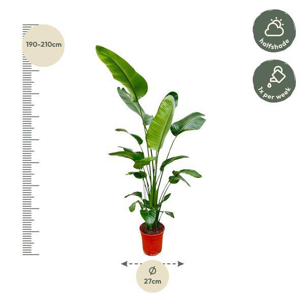 Image of Baum – Strelitzie – Strelitzia Nicolai – Zimmerpflanze 190cm – Ø27cm – Weißer Paradiesvogel mit großen grünen Blättern-1