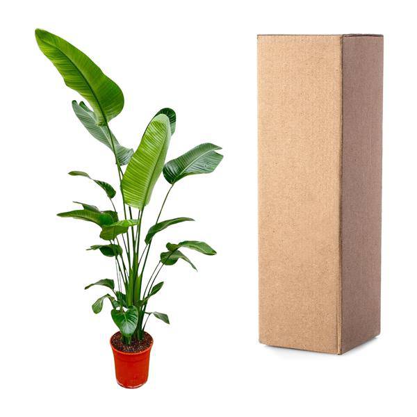 Image of Baum – Strelitzie – Strelitzia Nicolai – Zimmerpflanze 190cm – Ø27cm – Weißer Paradiesvogel mit großen grünen Blättern-2
