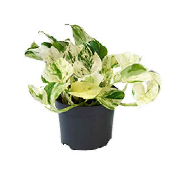 Image of Weiß – bunte Efeutute – Epipremnum 'Happy Leaf' – Ø12cm x H15cm – Panaschierte Zimmerpflanze – Pflegeleicht – Für Halbschatten – Im Pflanztopf