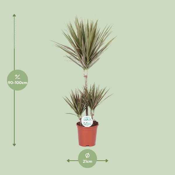 Image of Drachenbaum Dracaena Bicolor Zimmerpflanze Ø21cm ↕95cm – pflegeleichte Grünpflanze für Wohnzimmer, Büro & helle Standorte kaufen-1