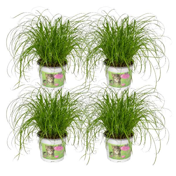 Image of Katzengras Cyperus Alternifolius Zimmerpflanze Ø12cm ↕20cm – pflegeleichte Grünpflanze für Wohnzimmer, Büro & helle Standorte kaufen-0