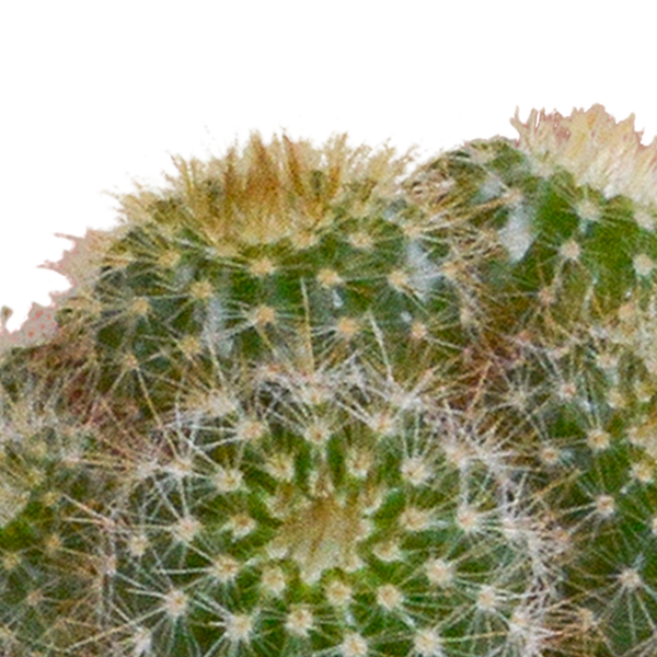 Image of Kakteen Mix – 5 Pflanzen – Ø5,5cm Zimmerpflanzen im weißen Topf – Verschiedene Mini – Kakteen im Übertopf-3