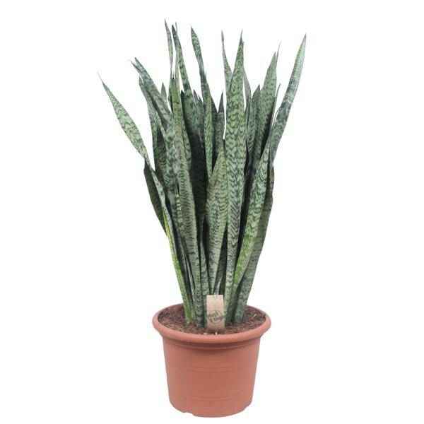 Image of Ceylon – Bogenhanf – Sansevieria Zeylenica – Zimmerpflanze 110cm – Ø35cm – Pflegeleichte Grünpflanze für Wohnzimmer, Büro & Schlafzimmer