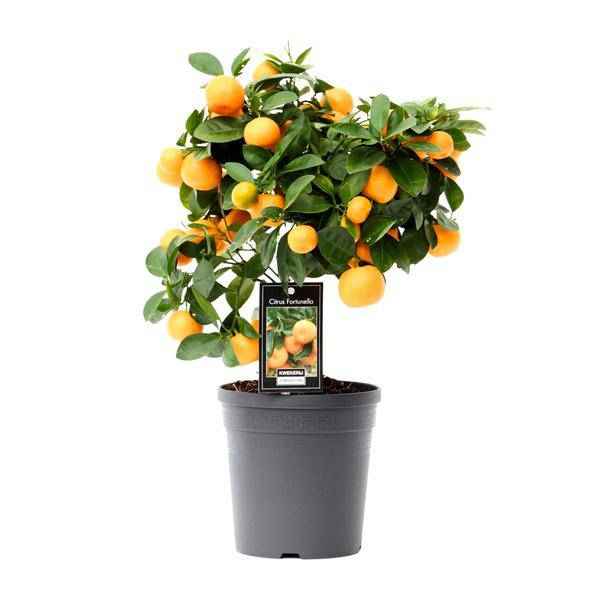 Image of Orangenbaum Citrus Calamondin Zimmerpflanze Ø15cm ↕40cm – pflegeleichte Grünpflanze für Wohnzimmer, Büro & helle Standorte kaufen