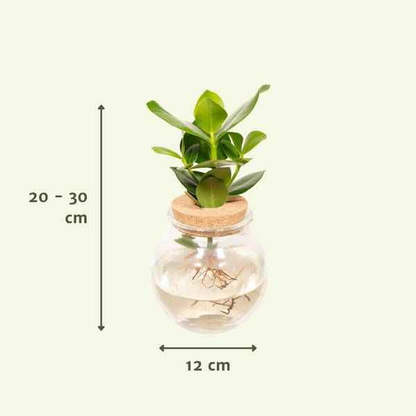 Image of Balsamapfel Clusia Hydroponie – Mischung – Zimmerpflanze im Kugel – Glaskorken – Ø12cm – ca. 30cm hoch – pflegeleicht & wasserbasiert-2