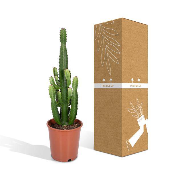 Image of Kaktus – Wolfsmilch – Euphorbia Acrurensis (Cowboy – Kaktus) – Zimmerpflanze – Ø24cm ↕60-80cm – Sukkulente – Pflegeleicht – Exotisches Wüstendesign-4