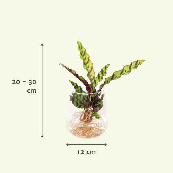Image of Korbmarante Calathea Insignis – Hydroponische Zimmerpflanze im Kingston – Glas – Ø12cm – 30cm Höhe – grünes dekoratives Laub-2