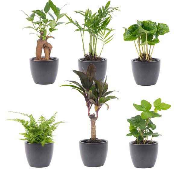 Image of Zimmerpflanzen Set 6 Pflanzen mit Keramiktöpfen – pflegeleichtes Pflanzen Set für Urban Jungle, Fensterbank, Wohnzimmer & Büro-1