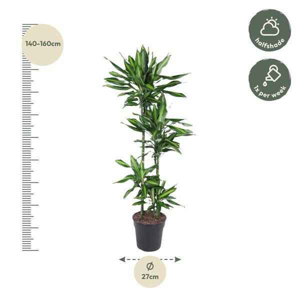 Image of Drachenbaum Zimmerpflanze Ø27cm ↕150cm – pflegeleichte Grünpflanze für Wohnzimmer, Büro & helle Standorte kaufen-2
