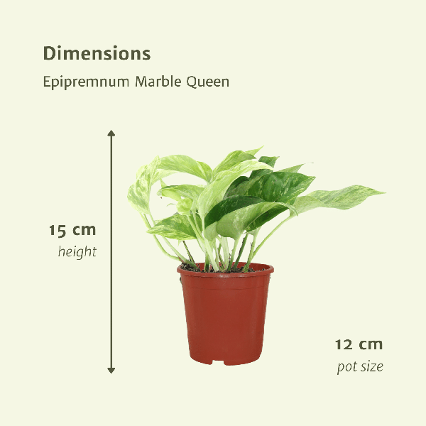 Image of Efeutute Epipremnum Marble Queen Zimmerpflanze Ø12cm – pflegeleichte Grünpflanze für Wohnzimmer, Büro & helle Standorte kaufen-3