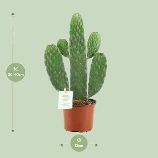 Image of Feigenkaktus Opuntia Rubescens Consolea Zimmerpflanze Ø12cm ↕35cm – pflegeleichte Sukkulente für Wohnzimmer, Büro & helle Standorte kaufen