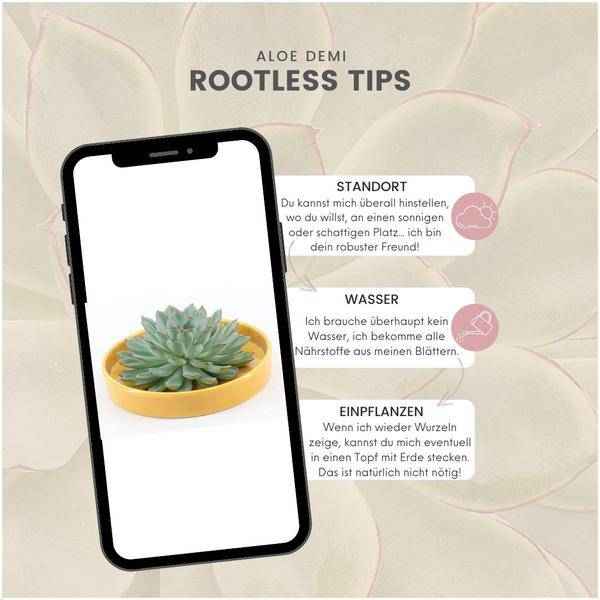 Image of Sukkulente – Echeveria pulidonis ROOTLESS – Ø20cm Schale Gelb – Zimmerpflanze ohne Wurzeln – Pflegeleichte Schnitt
