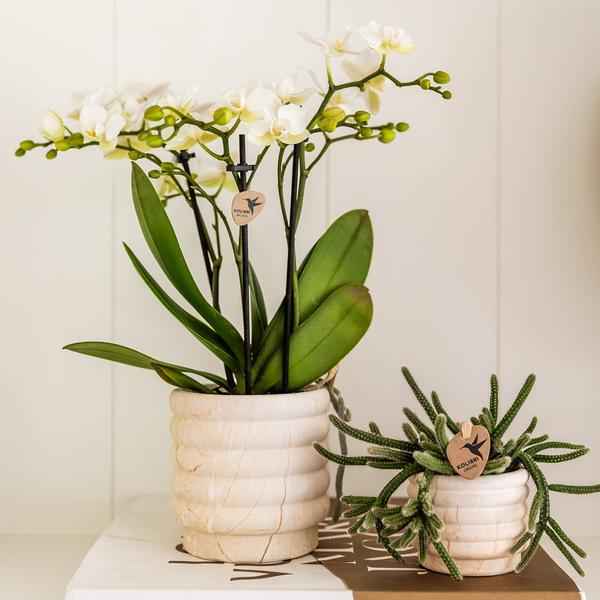 Image of Dekotopf Marmor – Hell – Ø6cm – Eleganter Keramik Blumentopf in Marmoroptik – Zeitloses Design – Für Mini-Pflanzen, Sukkulenten & Kakteen-2