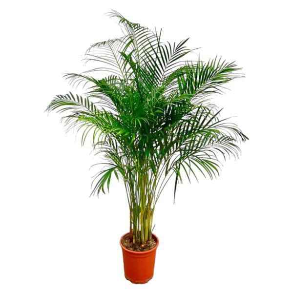 Image of Goldfruchtpalme Dypsis Lutescens Zimmerpflanze Ø24cm ↕170cm – tropische Grünpflanze für Wohnzimmer, Büro & helle Standorte kaufen-0