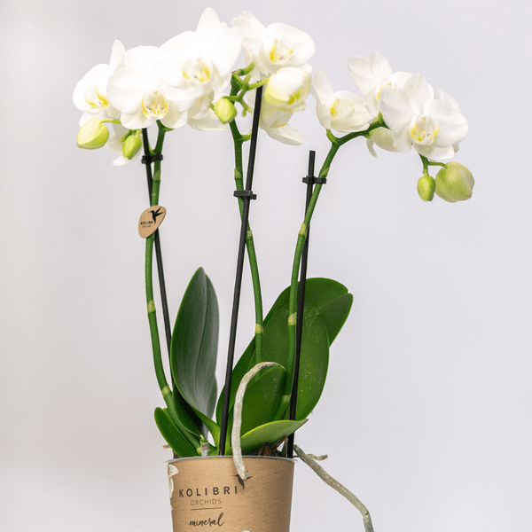 Image of Weiße Phalaenopsis Orchideen – Amabilis – 2 Pflanzen – Blühende Zimmerpflanze Ø9cm – Multiflora – Orchidee mit 2-3 Zweigen