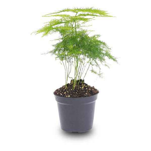 Image of Zierspargel Asparagus Setaceus Plumosus Zimmerpflanze – pflegeleichte Grünpflanze für Wohnzimmer, Büro & helle Standorte kaufen-1