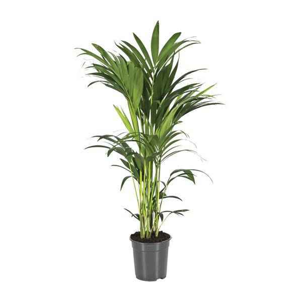 Image of Kentiapalme Howea Forsteriana – Ø21cm – ↕110cm – Pflegeleichte Zimmerpalme mit luftreinigend-0