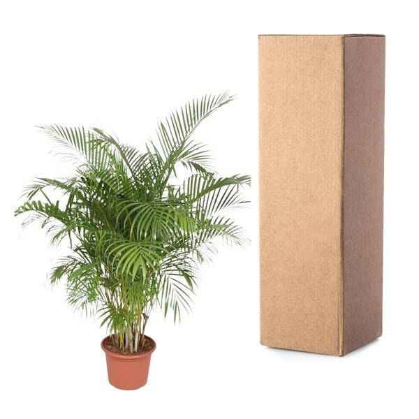 Image of Goldfruchtpalme Dypsis Lutescens Zimmerpflanze Ø40cm ↕200cm – tropische Grünpflanze für Wohnzimmer, Büro & helle Standorte kaufen-2