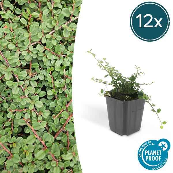 Image of Cotoneaster prostratus 'Königin der Teppiche' – Teppichmispel – Ø9cm – ↕10-25cm – 12 Pflanzen – Winterharter Bodendecker mit Blüten & Beeren