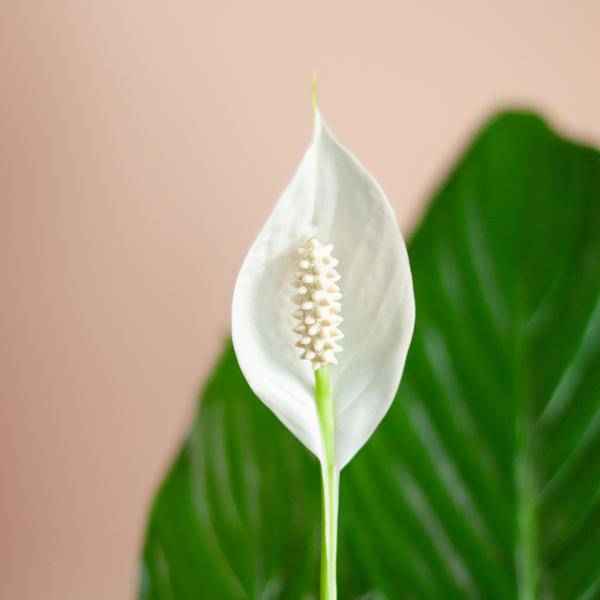 Image of Scheidenblatt – Spathiphyllum – ↕80cm – Ø21cm inkl. Naturkorb – Zimmerpflanze mit weißen Blüten – Pflegeleicht & luftreinigend-3