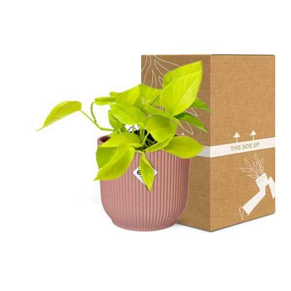 Image of Efeutute Epipremnum Pinnatum Golden Pothos – Zimmerpflanze im dekorativen Topf Vibes Fold 14cm Rosa-2