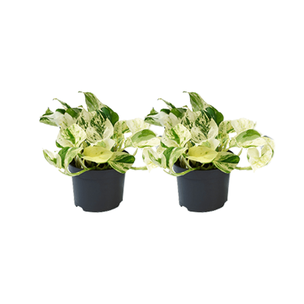 Image of Epipremnum Happy Leaf – Efeutute – 2 Pflanzen – Ø12cm – Zimmerpflanzen mit hängendem Wuchs – Grünpflanzen mit dekorativen Blättern-0
