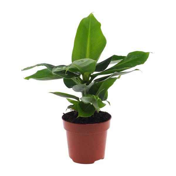 Image of Bananenbaum Musa Oriental Dwarf Zwergbanane – Zimmerpflanze – Ø12cm 35cm Höhe – tropisch & pflegeleicht