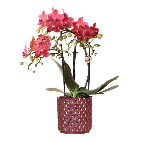Image of Phalaenopsis Orchidee ‘Congo’ Rot – Zimmerpflanze mit 2-3 Blütenstielen – Im Diamond Pearl Ziertopf Rot Ø9cm – Multiflora