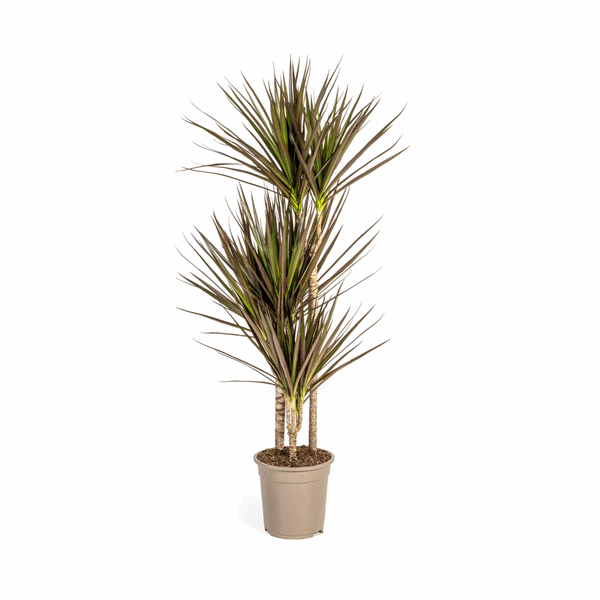 Image of Dracaena Marginata Magenta – Drachenbaum – Zimmerpflanze Ø21cm ↕110-130cm – Schlank & Exotisch-0
