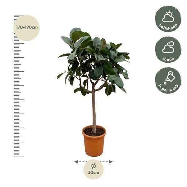 Image of Gummibaum Ficus Elastica Robusta Zimmerpflanze Ø40cm ↕170cm – pflegeleichte Grünpflanze für Wohnzimmer, Büro & helle Standorte kaufen-1