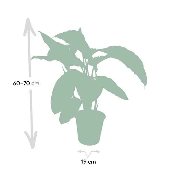 Image of Calathea Warscewiczii – Pfauenpflanze – Ø19cm x H70cm – Samtige Zimmerpflanze mit gemusterten Blättern – Für schattige Standorte – Pflegeleicht-3