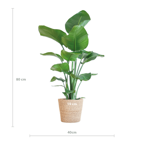 Image of Strelitzia Nicolai – Paradiesvogelpflanze – Zimmerpflanze – 80cm hoch – Ø21cm – inkl. Naturkorb – dekorativ, pflegeleicht, tropisches Flair-1