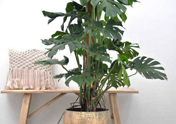 Image of Monstera Deliciosa – Köstliches Fensterblatt – Zimmerpflanze 140cm – Ø24cm – Tropische XXL – Pflanze mit großen grünen Blättern – Pflegeleicht-1