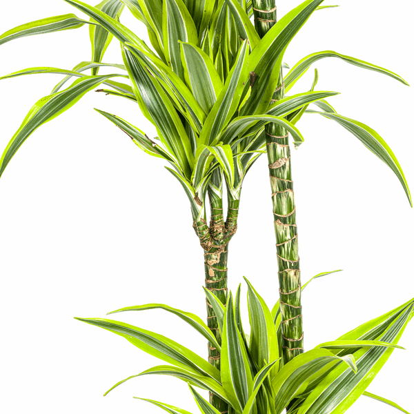 Image of Drachenbaum Dracaena Deremensis Lemon Lime – Ø24cm – ↕130-150cm – Exotische Zimmerpflanze mit grün – gelben Blättern – Pflegeleicht & luftreinigend-4