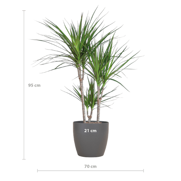Image of Drachenbaum Dracaena Marginata Zimmerpflanze Ø21cm ↕95cm mit dekorativem Übertopf – pflegeleichte Grünpflanze für Wohnzimmer, Büro-1